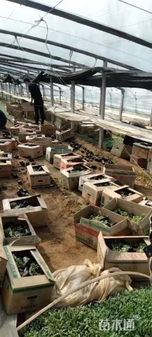 高度20厘米飞燕草