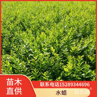 高度40厘米水蜡