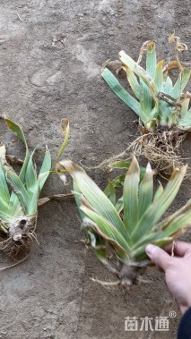 高度10厘米鸢尾