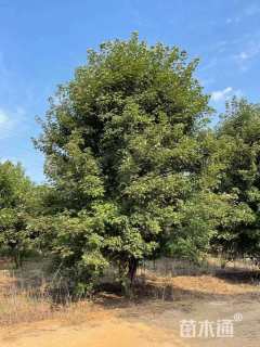 高度500厘米丛生美国红枫