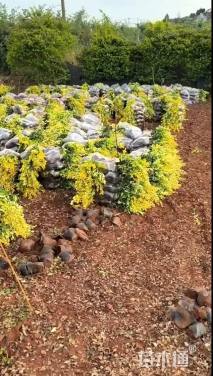 高度30厘米金森女贞