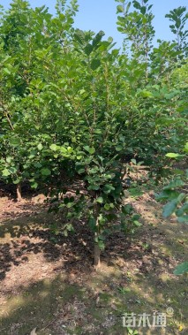 5公分黄栌