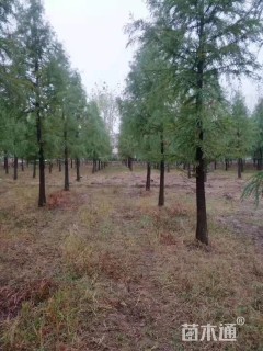 8公分中山杉
