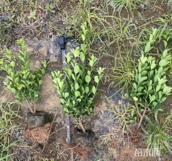 高度20厘米大叶黄杨