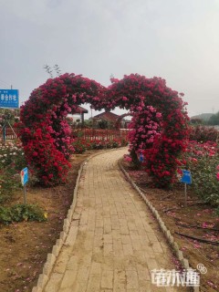 50公分造型月季