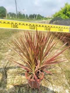 高度35厘米马尾铁