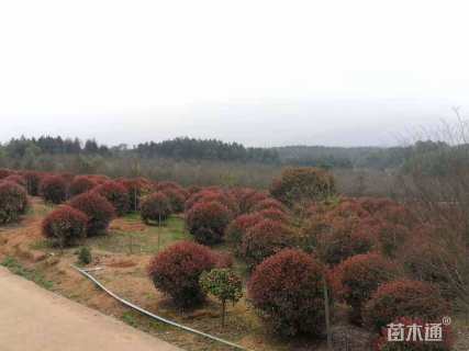 冠幅180厘米红叶石楠球