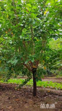 10公分红叶碧桃