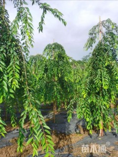 2公分八重红垂枝樱