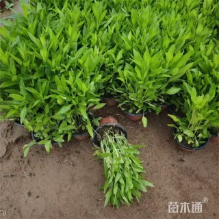 高度35厘米假龙头