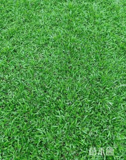 草卷状草皮