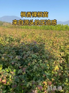 0.8公分枫香