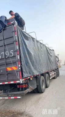 高度30厘米金边玉簪