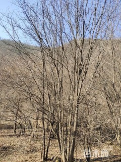 高度600厘米丛生茶条槭