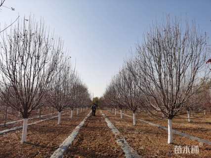 14公分绚丽海棠