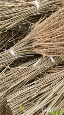 高度40厘米紫穗槐