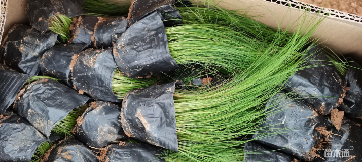 高度15厘米墨西哥羽毛草