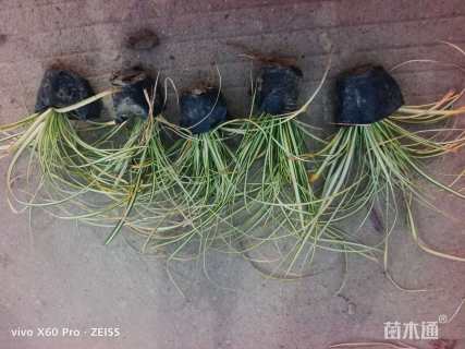 高度20厘米金叶苔草