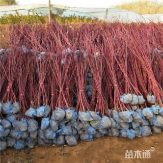 高度120厘米红瑞木小苗