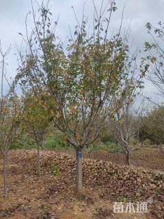 11公分日本晚樱