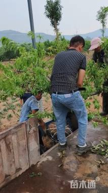 10公分桃树