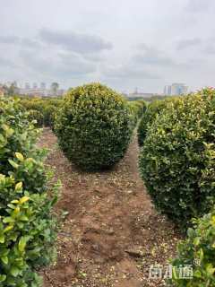 冠幅120厘米金叶女贞球