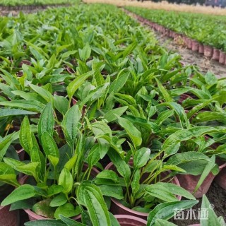 高度30厘米松果菊