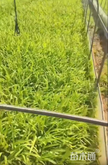 高度35厘米百子莲