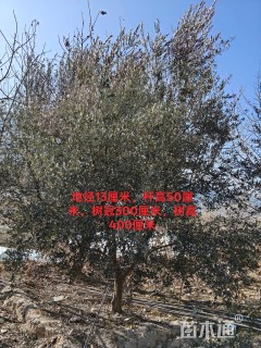 7公分橄榄树