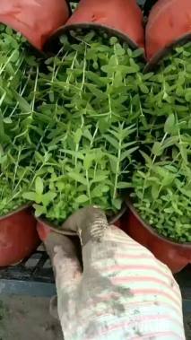 高度25厘米千屈菜