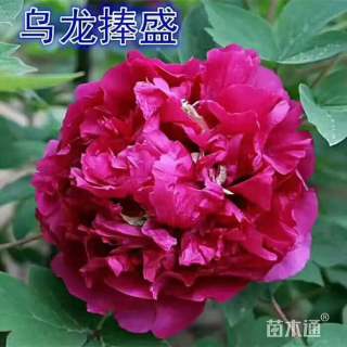 高度32厘米牡丹