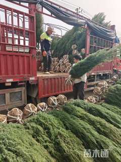 高度180厘米祁连圆柏