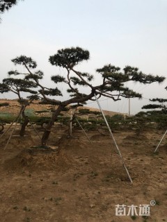 18公分造型松