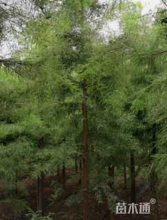 7公分池杉