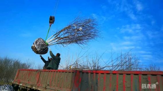 高度500厘米丛生元宝枫