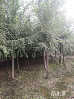 10公分榆树