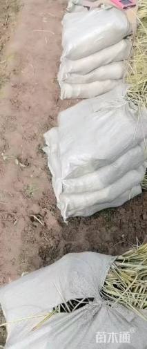 高度25厘米金叶苔草