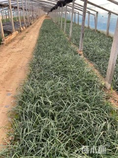 高度10厘米石蒜