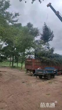 高度470.厘米云杉