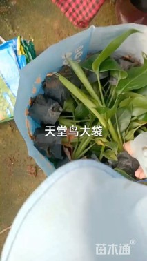 高度30厘米天堂鸟