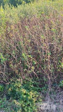 高度40厘米贴梗海棠