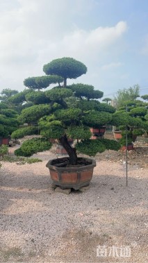 高度170厘米真柏