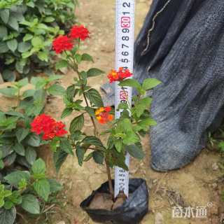 高度30厘米马缨丹
