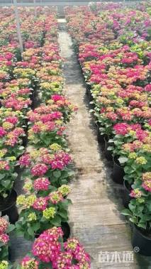 高度60厘米八仙花