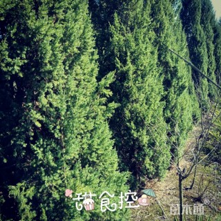 高度350厘米柏树