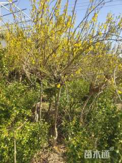 高度180厘米连翘