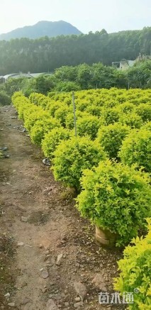 高度80厘米金叶假连翘球