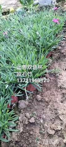 高度9厘米欧石竹