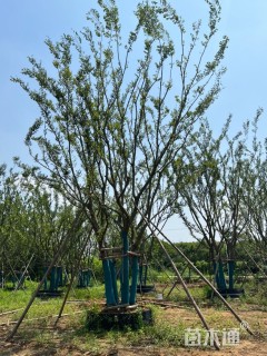 50公分(5杆)丛生朴树