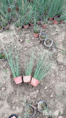 高度20厘米灯心草